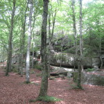 Midtåsen. Omgivande bokskog. Foto: Anita Stenler